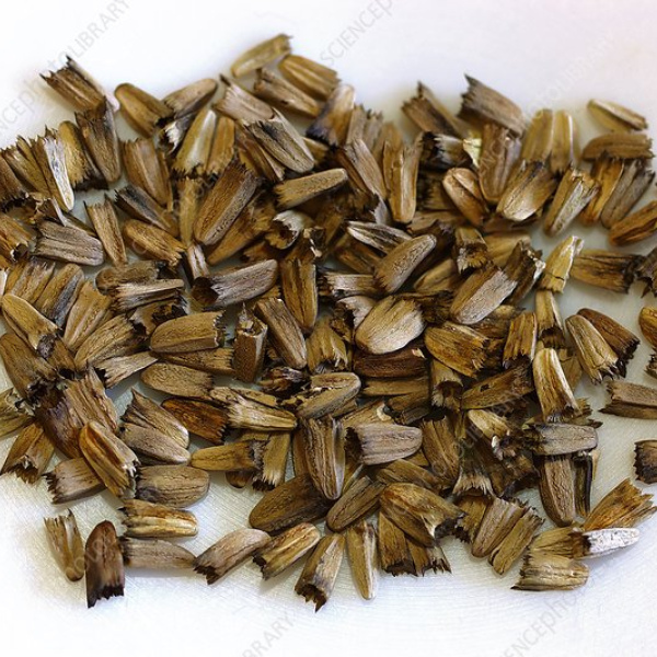 Echinacea Seed