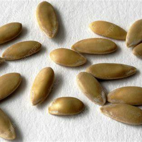 Cantaloup Seed